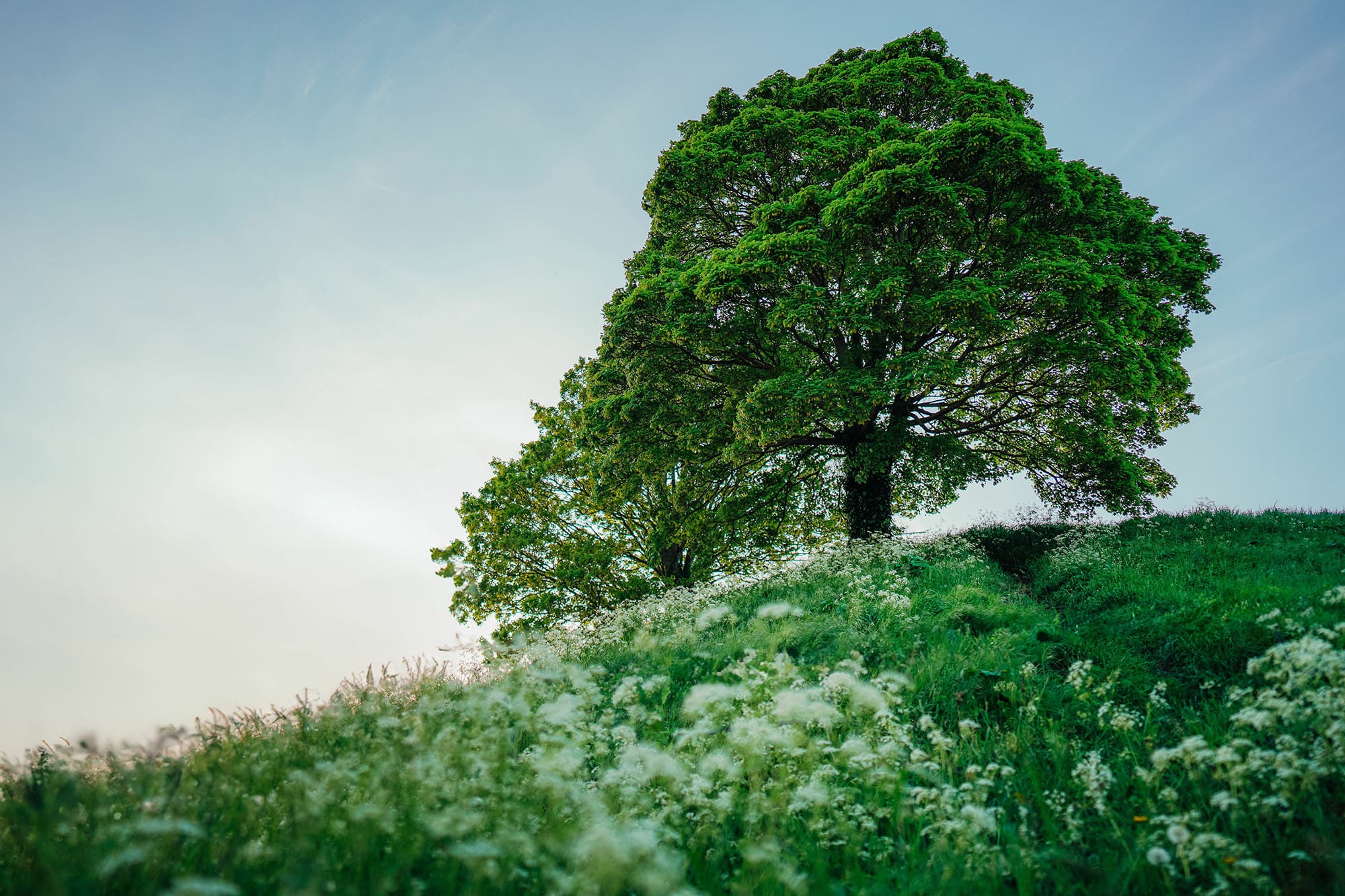 Scenic view of a tree in green fields in Oxfordshire where The Burnside Partnership is based, legal services in Oxfordshire, Woodstock and surrounding areas.